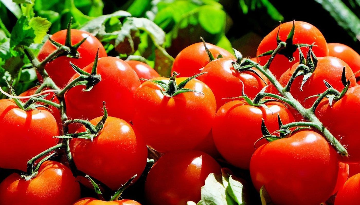 fresh vine tomatoes 