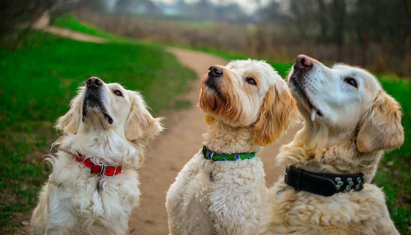 three dogs training