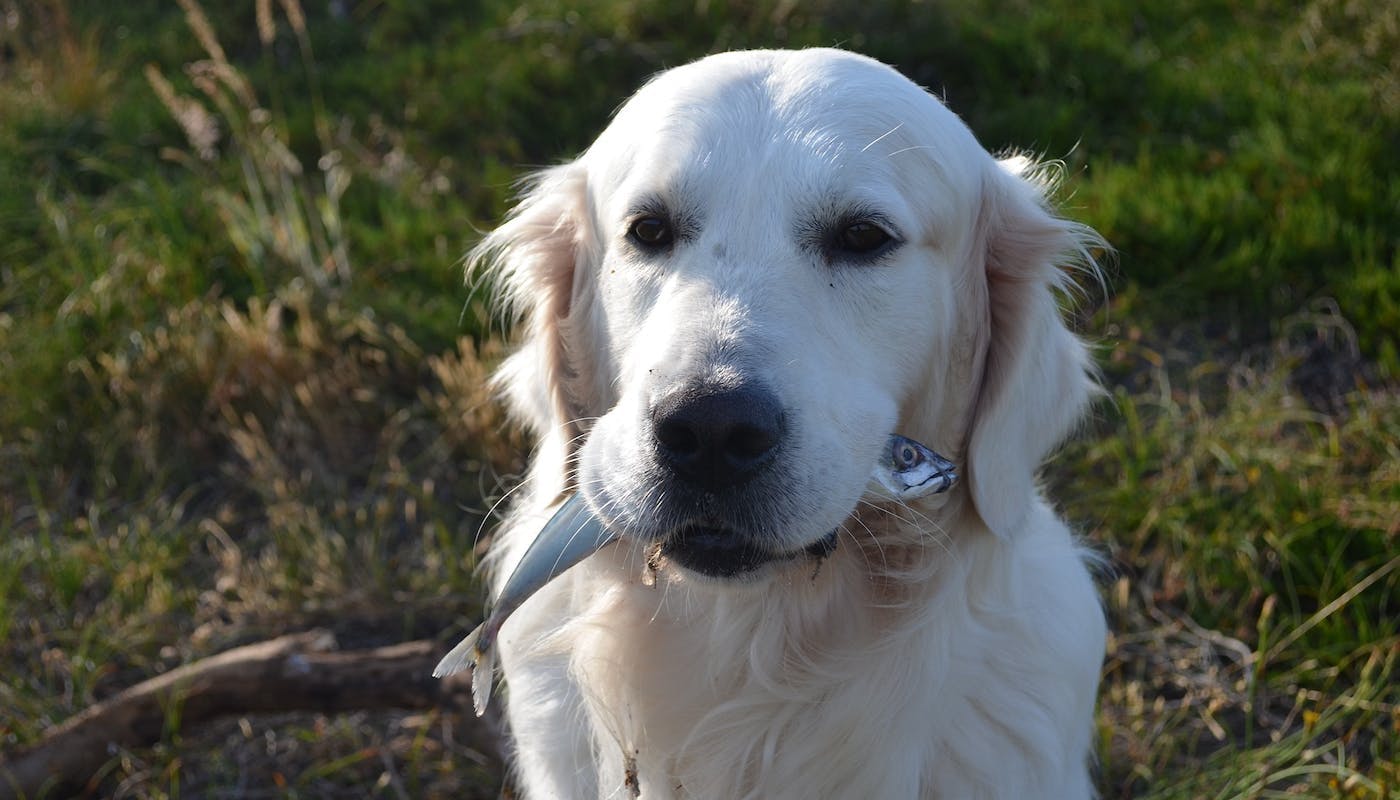 Retriever with fish in his mouth