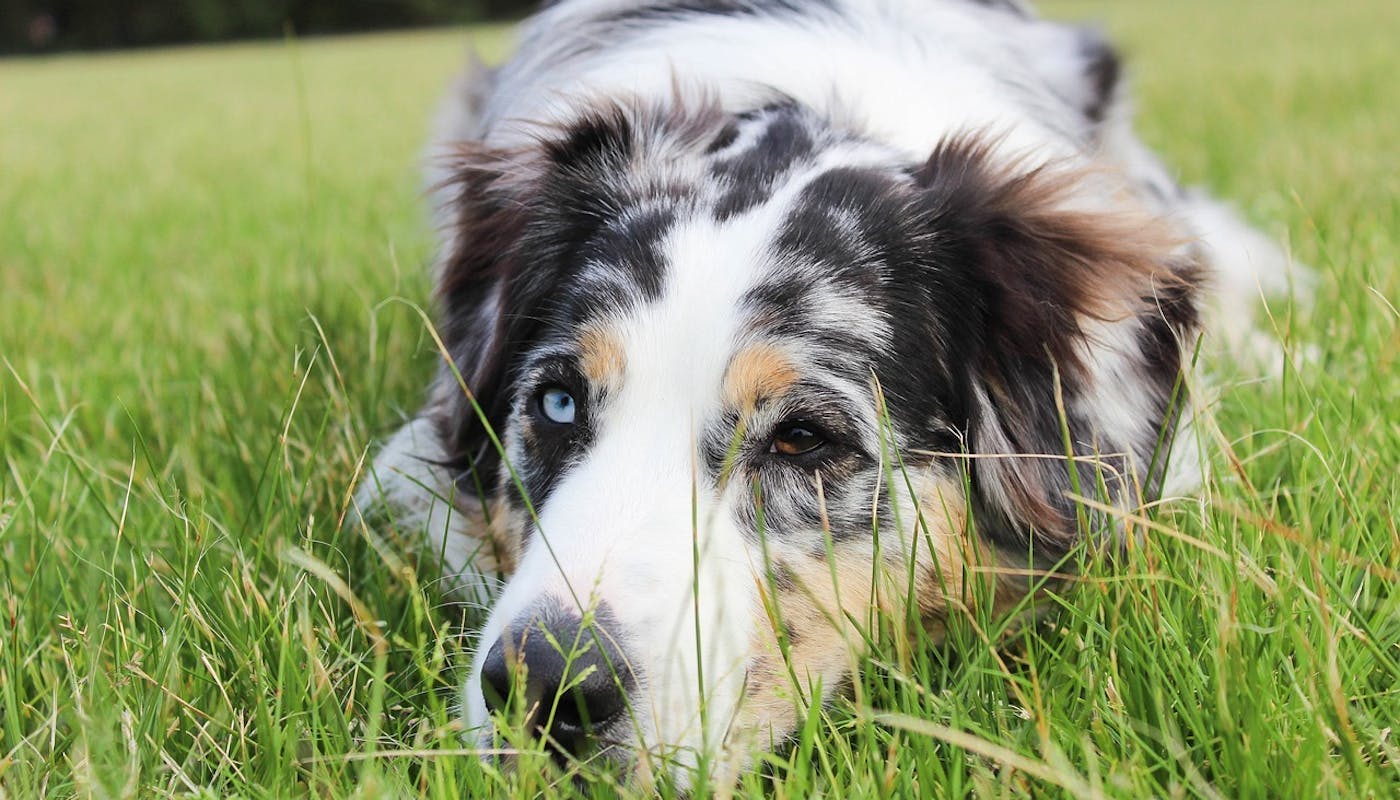 Sad Aussie Shepherd lying in the grass 