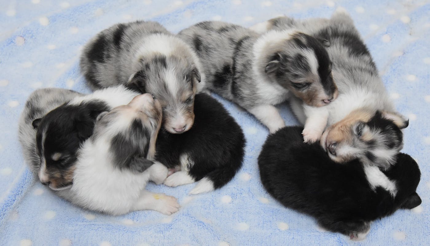 litter of new born puppies
