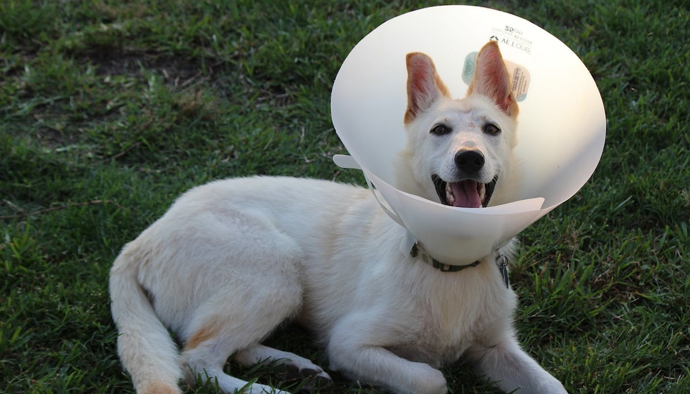 White Husky wearing cone and a big smile 