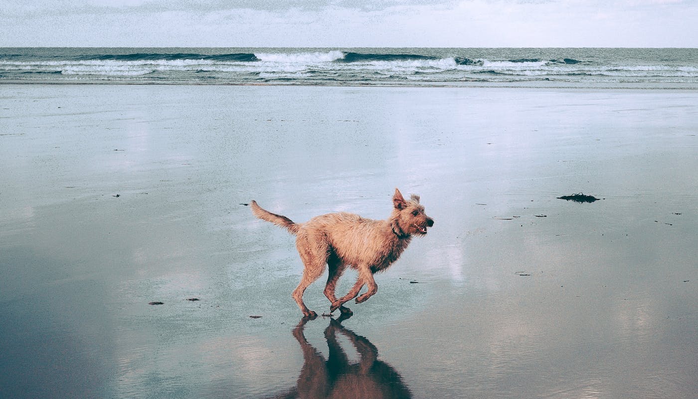 dog running across beach