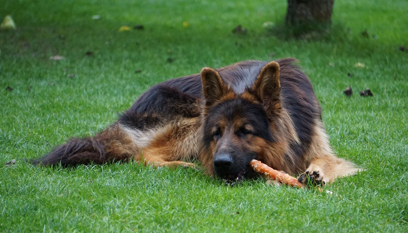 German Shepherd chewing on rawhide