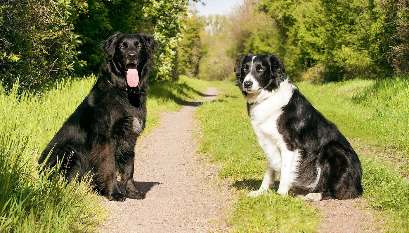 Two stunning collies sitting on walkies path looking at the camera 