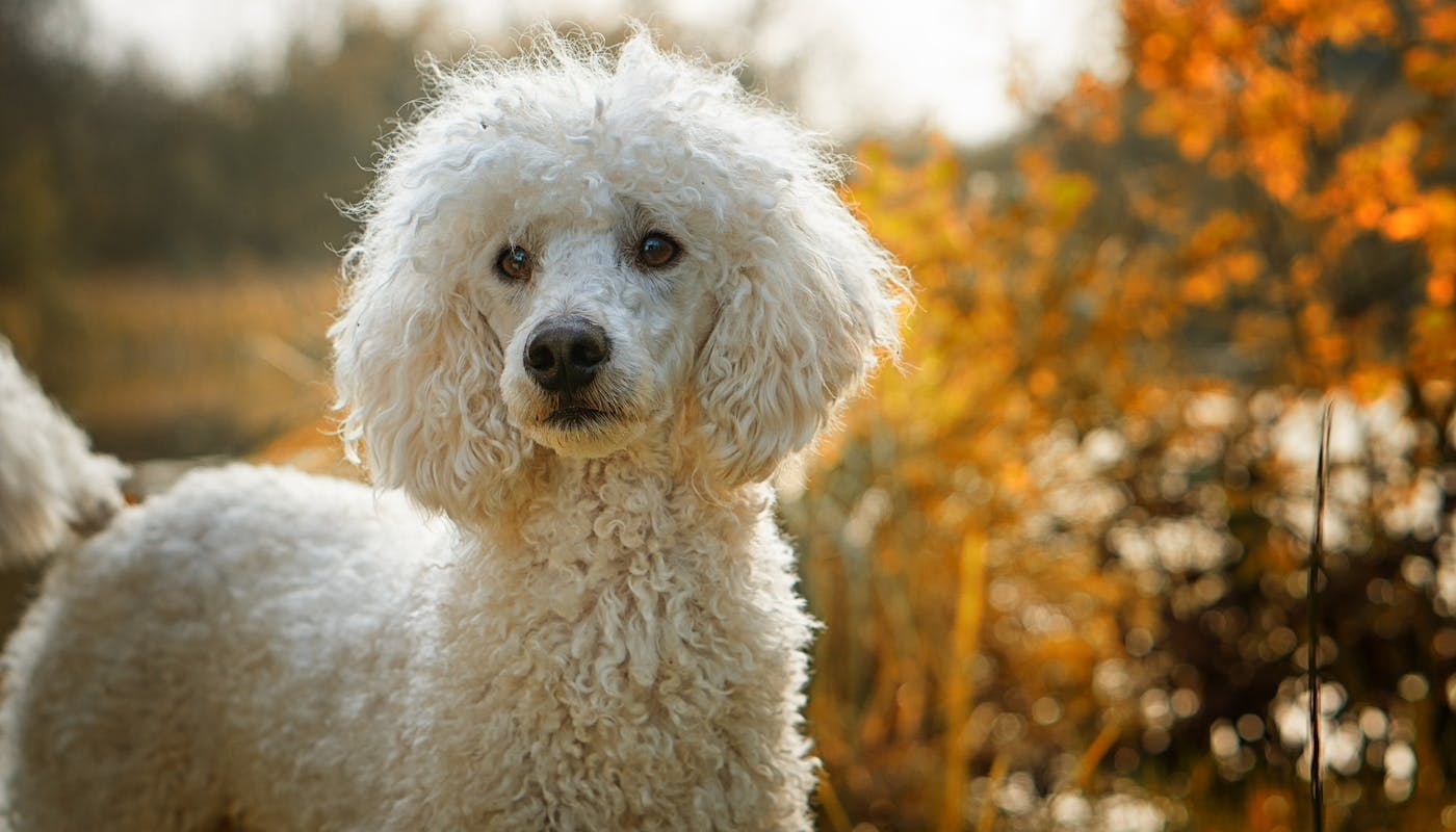 Handsome Poodle in the autumn 