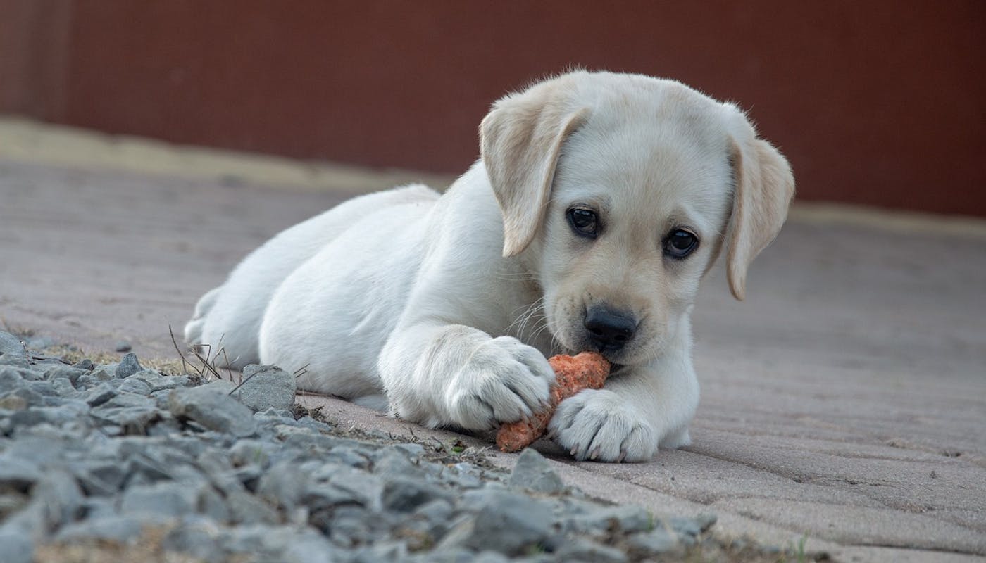 Puppy eating carrot 