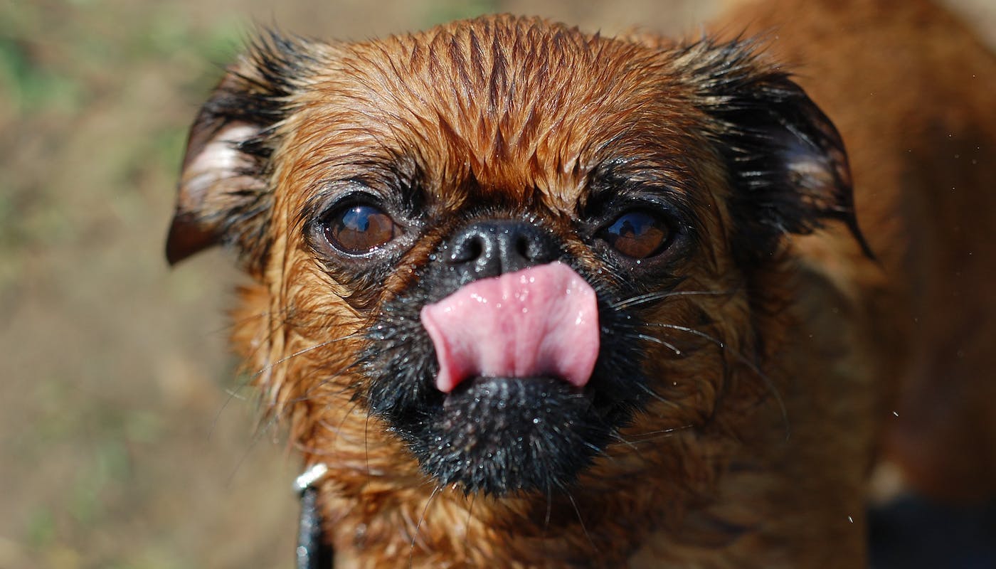 Brussels Griffon licking his nose