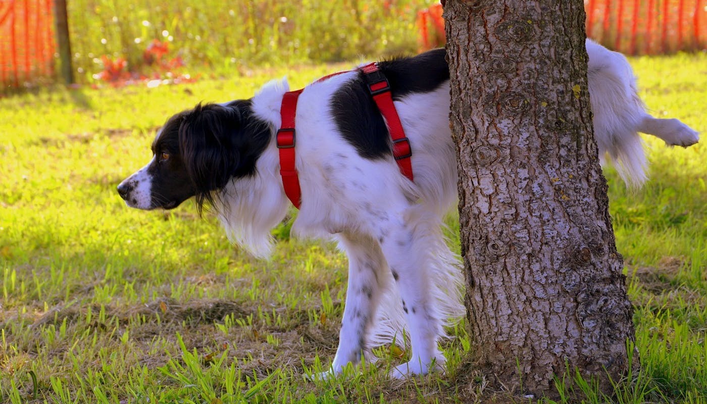 black and white dog peeing against a tree