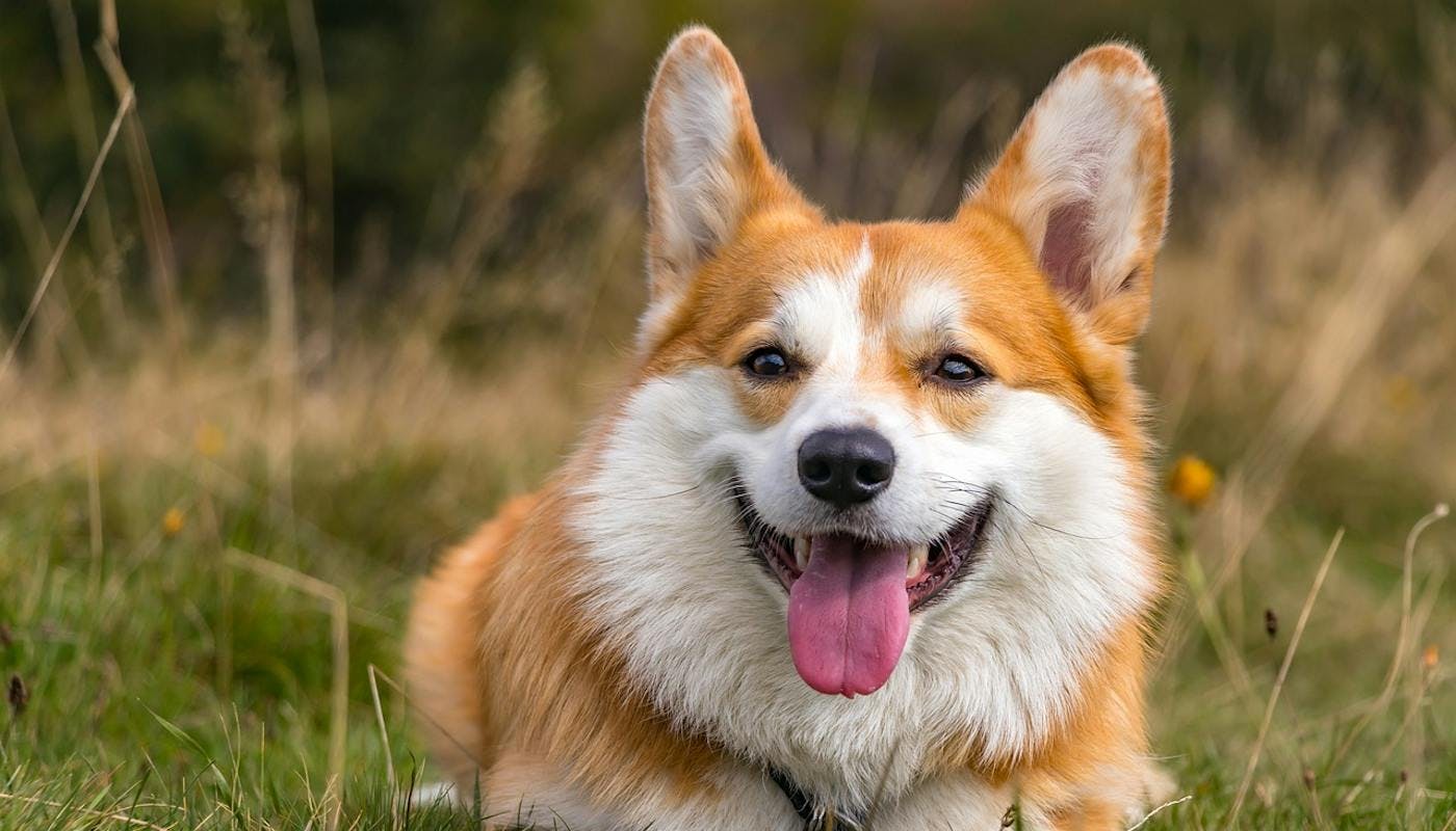 Happy corgi with big smile on his face