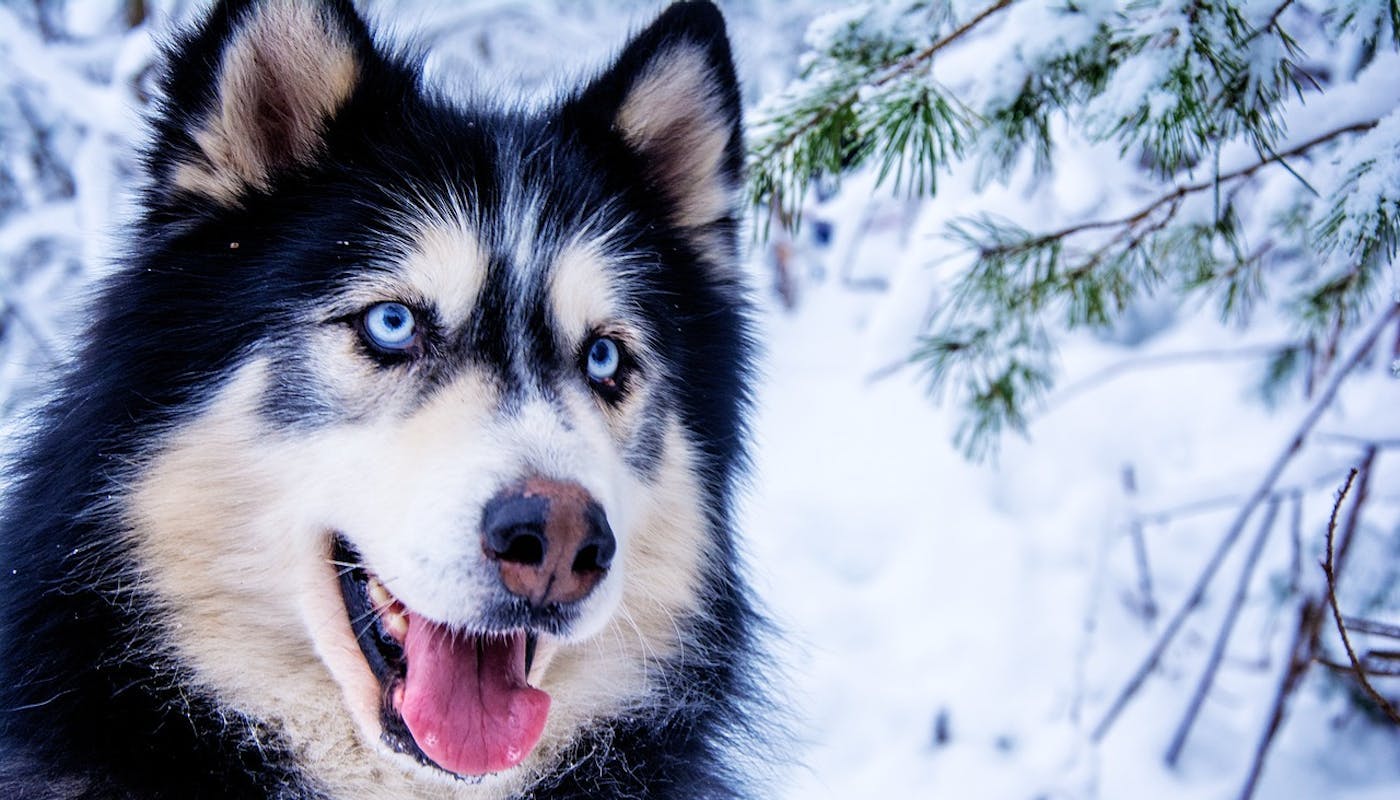 Blue eyed husky sitting in the snow 