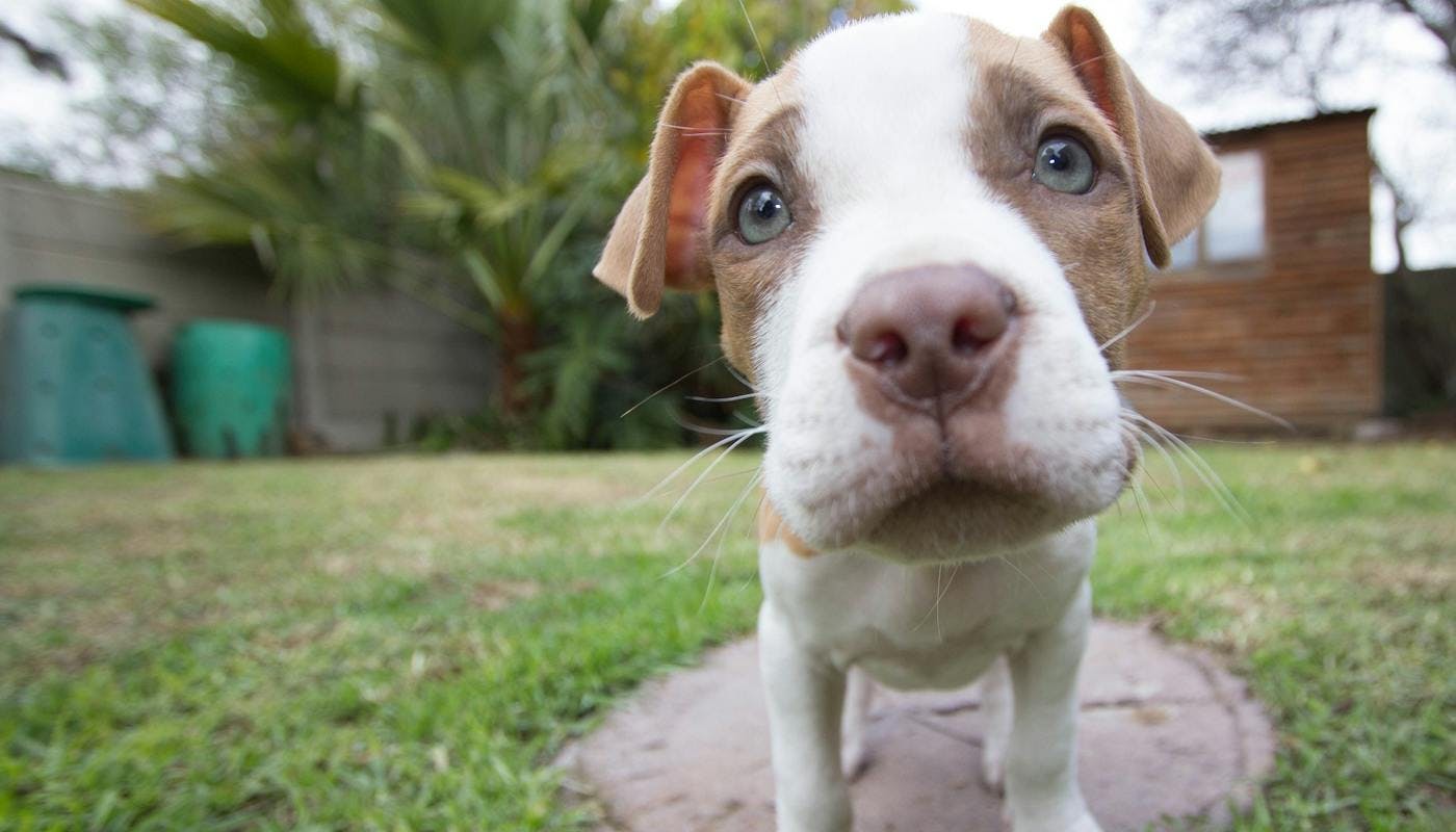 adorable pitbull puppy with intelligent eyes