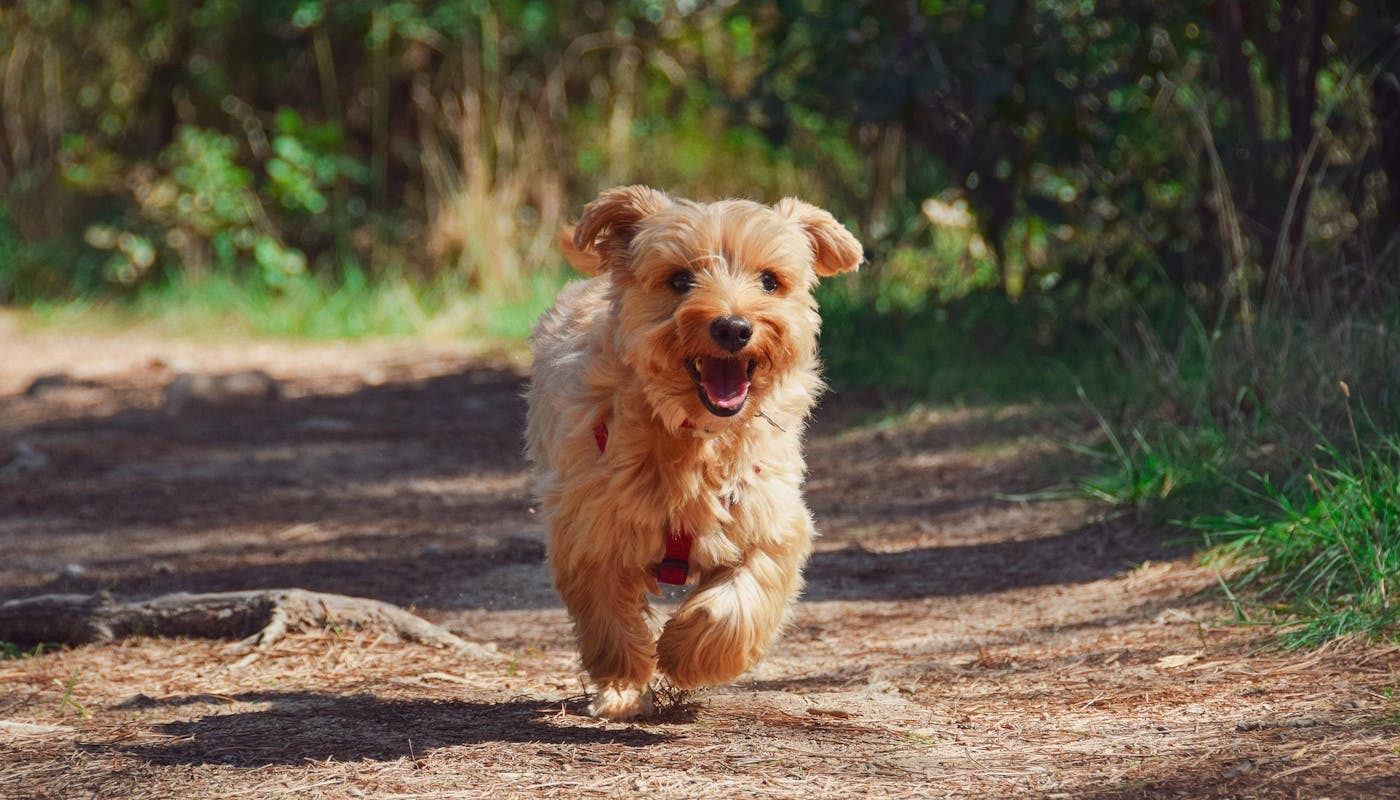 small dog running through woodland path