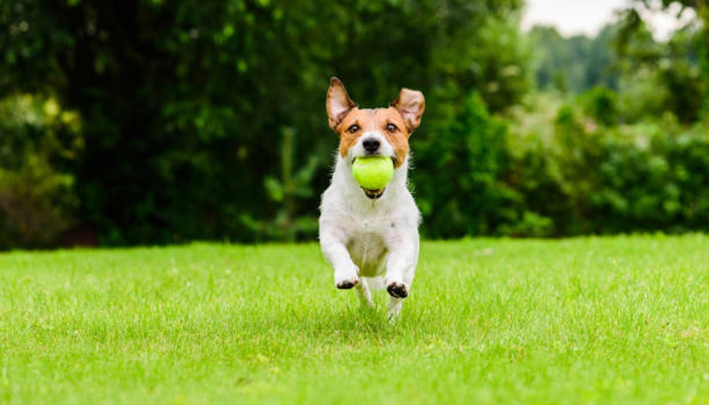 Jack Russell with a tennis ball