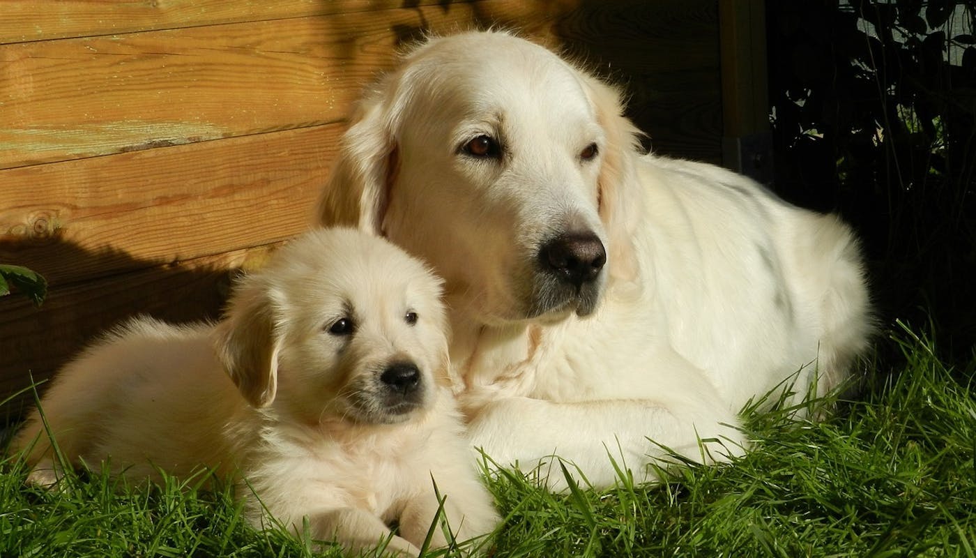 Golden Retriever mumma and pup lying on grass