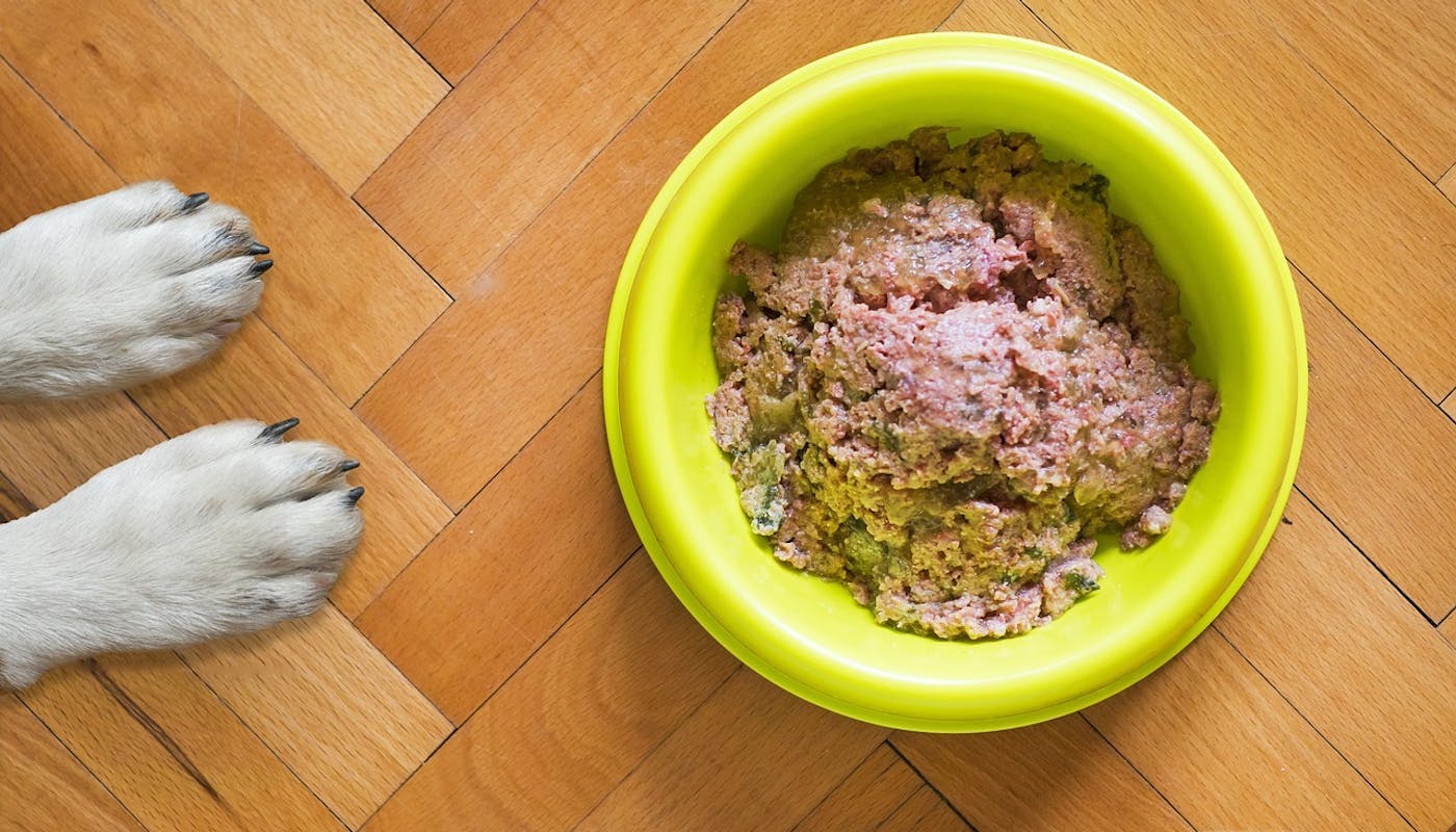 Bowl of dog food with little white paws